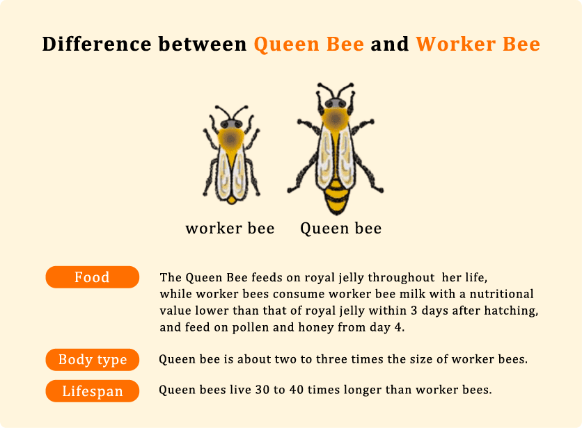 Difference between Queen Bee and Worker Bee