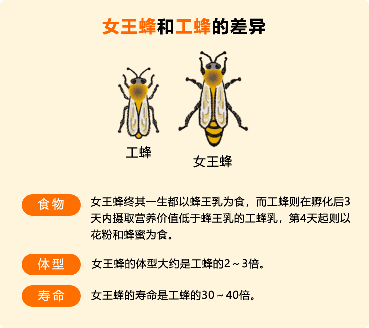 女王蜂和工蜂的差异