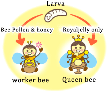 Queen and worker bees