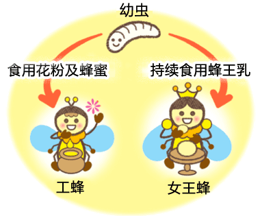 女王和工蜂
